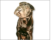 Kostenloser Vergleich zur Hundeversicherung!